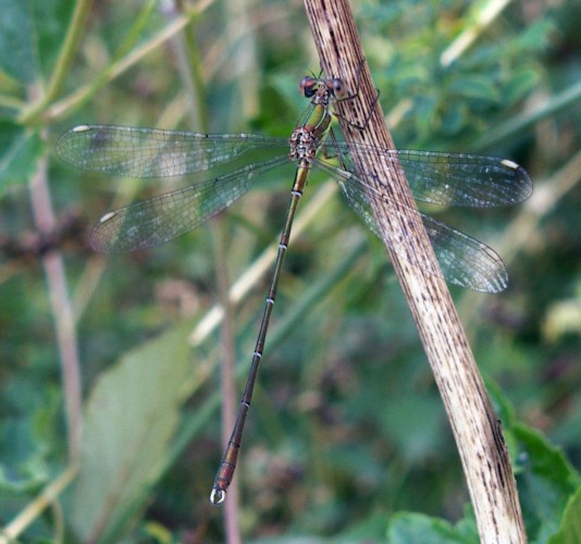 Una piccola libellula da identificare - Chalcolestes viridis